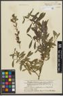 Foto von Salix purpurea L.